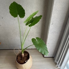 観葉植物 クワズイモ