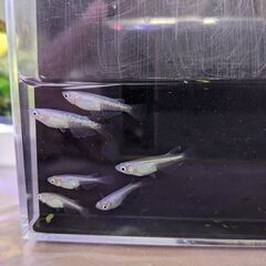 メダカ　ほんのりピンクラメ　　幹之スーパー光×白　F２個体若魚　...