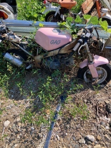 スズキ　ギャグ　ジャンク