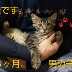 決まりました！(*^-^*)。人大好き、耳のおっきな男の子、やや...