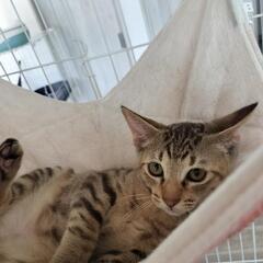 保護子猫キジトラちゃん - 小諸市