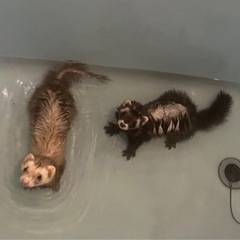 マーシャルフェレット(募集中止中)
