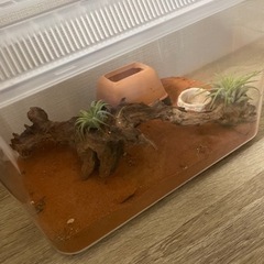 生物用　ゲージセット