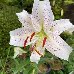 花友達　 - 友達
