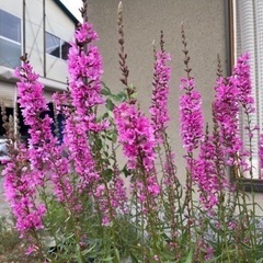 花友達　 - 飯田市