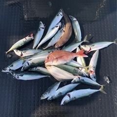 釣り🎣🚤初心者🔰集まれ‼️(手ぶらで👍) − 東京都