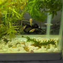 メダカヒメダカ