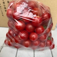 ミニトマト8月29日(火)収穫