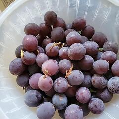 28日収穫、巨峰(種あり)粒、約1080gの画像