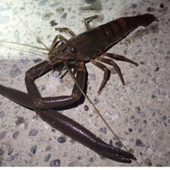 木津川でテナガエビ
