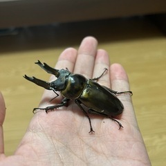 ババオウゴンオニクワガタ73mm〜74mm ※買い取りor クワカブ交換の画像