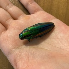 ヤマトタマムシ 標本