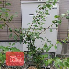 梅　苗木　露茜　白加賀　セット