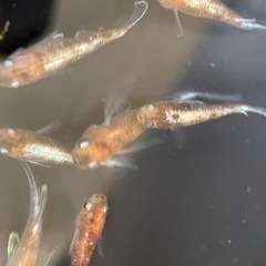 【めだか屋　恵作めだか】　朱紅玉　若魚　　100円～