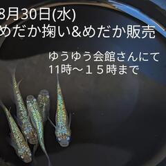 8月30日(水)めだか掬い＆めだか販売