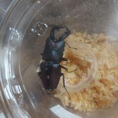 国産ノコギリクワガタ