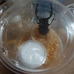 国産ノコギリクワガタの画像