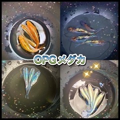【OPGメダカ】針子(5mm程度)稚魚(10mm程度)　ご気軽に相談どうぞ!!の画像
