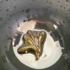 【OPGメダカ】針子(5mm程度)稚魚(10mm程度)　ご気軽に相談どうぞ!!の画像