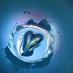 【OPGメダカ】針子(5mm程度)稚魚(10mm程度)　ご気軽に相談どうぞ!!の画像