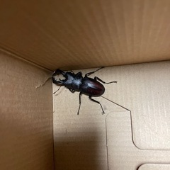 【決まりました】ノコギリクワガタ