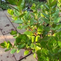 カランエコ　差し上げますの画像