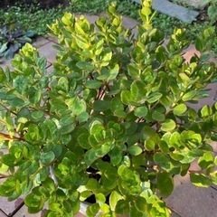 カランエコ　差し上げますの画像