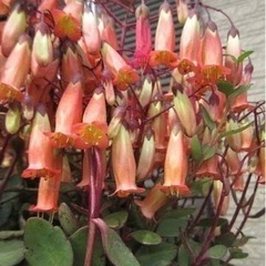 カランエコ　差し上げますの画像