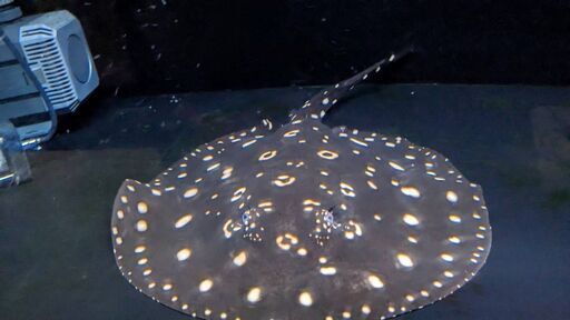 ダイヤモンドポルカ（オス）