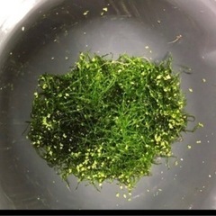 ウィローモス 水草いかがですか？