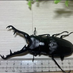【お取引中】特大ギラファノコギリクワガタトリオ 110mm UP！！