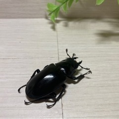 【お取引中】特大ギラファノコギリクワガタトリオ 110mm UP！！の画像