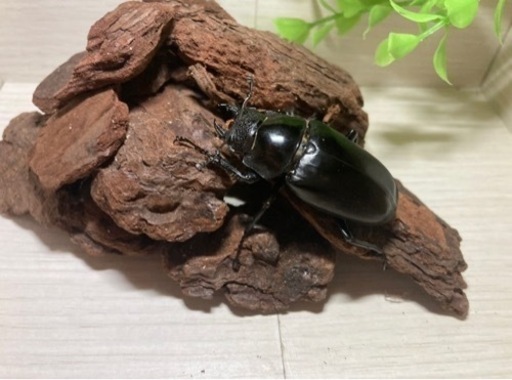 【お取引中】特大ギラファノコギリクワガタトリオ 110mm UP！！