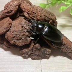【お取引中】特大ギラファノコギリクワガタトリオ 110mm UP！！の画像