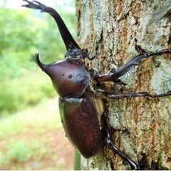 カブトムシ