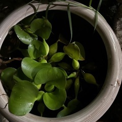 ホテイ草の画像