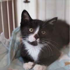 仔猫里親募集中