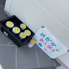 メダカお安く販売します。の画像