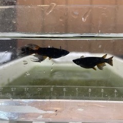 メダカお安く販売します。