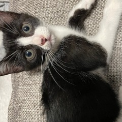 （動画あり）お目目クリクリの甘えん坊さん
