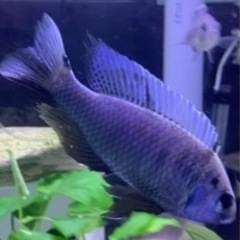 アフリカンシクリッド Copadichromis chryson...
