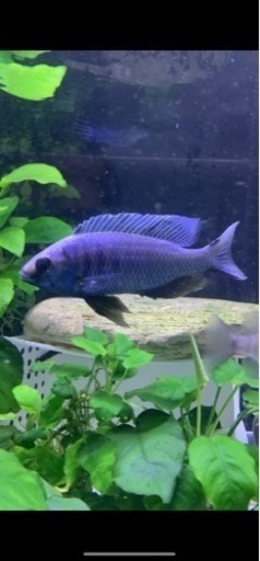 アフリカンシクリッド Copadichromis chrysonotus 15㎝　F2