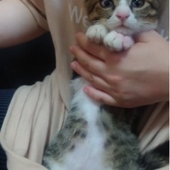 靴下にゃんこ しろきじちゃん