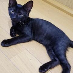 家族が出来ました🎵😄珍しい！黒トラ子猫女子♥️くろこちゃん😸