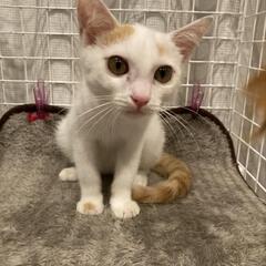 ずっとのお家（家族）募集中🐾