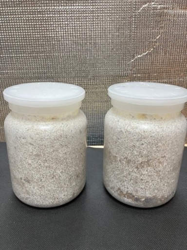 オオクワガタ　横芝光町　牛熊産 　　　　幼虫2頭