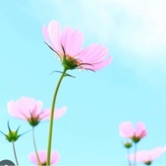 女性限定