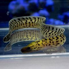 【大特価】ウツボ　４匹セット　海水魚　飼育