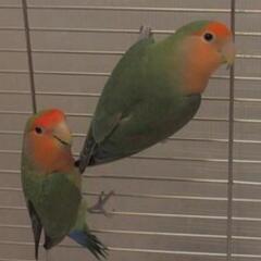コザクラインコ　ペア　成鳥
