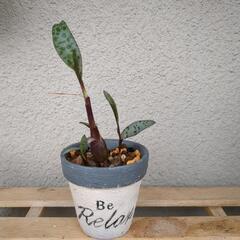 観葉植物　レデボウリア　豹紋